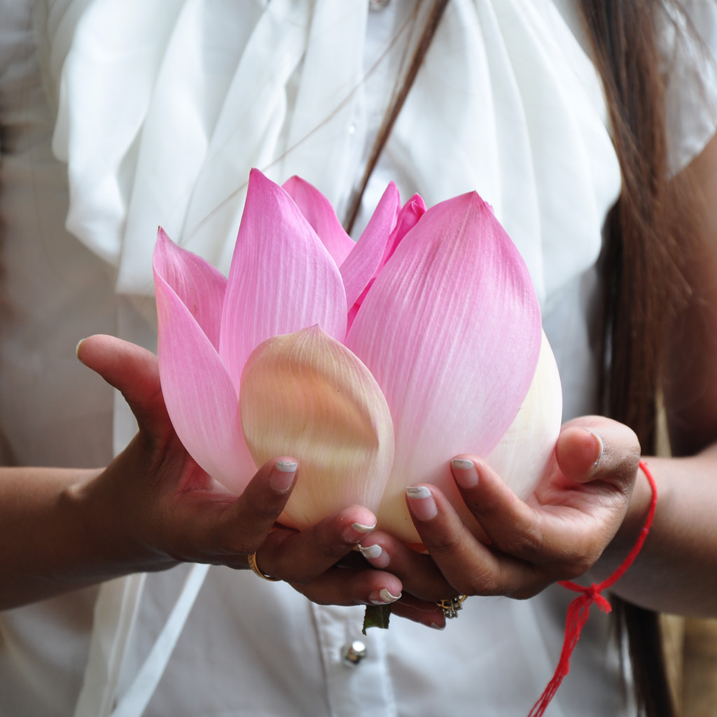 Lotus flower in hand