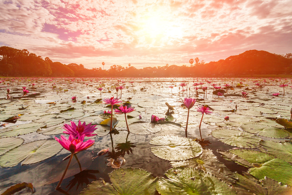 Lac aux fleurs de lotus Angkor Wat